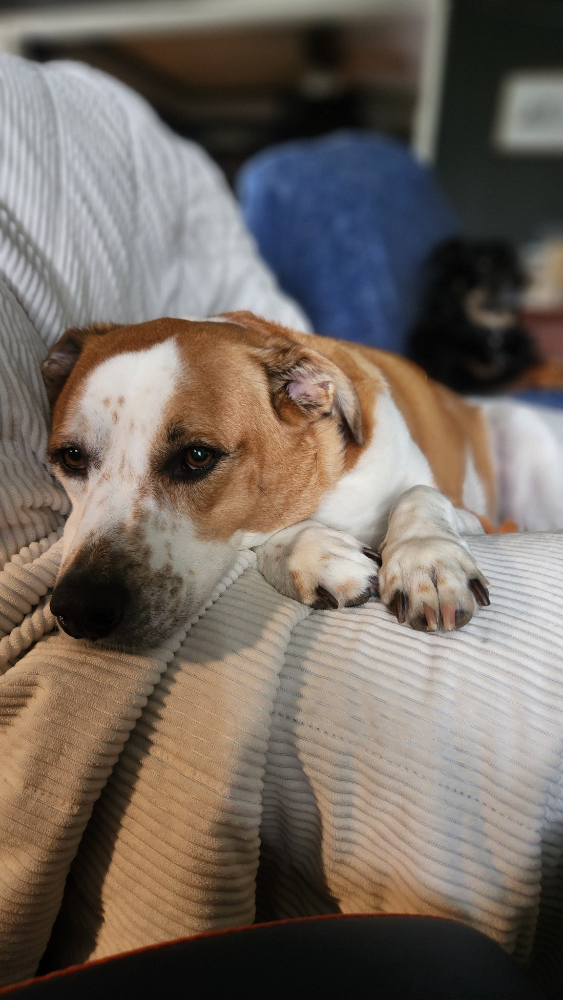 Cutter resting comfortably on a softly textured couch